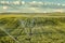 A field of wheat growing in Idaho