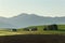 A field of wheat growing in Idaho.