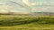 A field of wheat growing in Idaho.