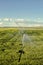 A field of wheat growing in Idaho.