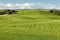 A field of wheat growing in Idaho.