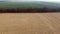 Field after wheat harvest, trees dirt road, field with green agricultural plants