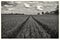 A field of wheat in the heart of the English countryside