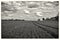 A field of wheat in the heart of the English countryside