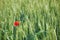 Field of wheat with a lone poppy