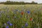 A field of wheat mixed with cornflowers and poppies and a forest in the background