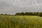 A field of wheat mixed with weeds of cornfowers and poppies and a forest in the background