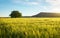 Field of wheat in the morning. Lonely tree in the meadow.