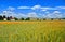 A field of wheat near town Wimpassing an der Leitha. Austria