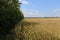 A field of wheat. Open spaces with golden ears of rye. The plant that will become flour. Bread. Endless expanses