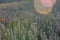 Field of wheat and poppies reflected by the sun