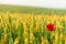 Field of wheat and a poppy flower on summer morning. Ripe wheat ears and a single corn flower on the field