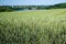 field of wheat with ripening spikelets in the background of the village