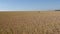 A field of wheat ripens under a blue sky.