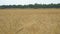 Field with wheat or rye. On the edge of field is worth wood