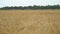 Field with wheat or rye. On the edge of field is worth wood