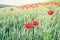 Field of Wheat spikes and beautiful blossoming poppies in Switzerland.