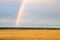 Field with wheat and a strip of forest on the horizon, gray cloudy sky and part of the rainbow