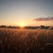 Field of wheat at sunrise in Provence, France. Close up view, selective focus. Beautiful summer nature background.