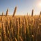 Field of wheat at sunrise in Provence, France. Close up view, selective focus. Beautiful summer nature background.