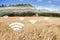 A field of wheat with symbols of wireless data exchange. Digital technologies in agriculture.