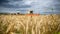 A field of wheat and three combine harvesters in the background. Autumn, grain harvesting,