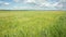 Field of wheat under the blue sky and clouds