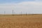 A field of wheat under the blue sky and clouds next to the track on which rarely drive cars