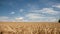 Field of wheat under cloudy sky