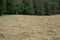 Field where cut hay is laying in the sun to dry, with forest in the background