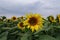 Field where yellow sunflowers grow