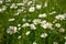 Field of white beautiful blooming daises