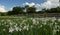 A field of white daffodils blooms against a sky with clouds surrounded by a wooden fence, behind which tall green trees grow