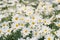 Field of white daisies