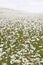 Field of White Daisies