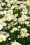 Field of white Daisies