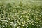 Field of white daisies. Numerous flowers. Summer day. Russia
