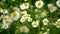 Field of white daisy flowers or camomile