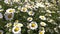 Field of white daisy flowers or camomile