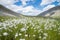 Field of white dandelions with mountains and blue cloudy sky at background