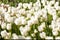 Field with white Dutch tulips