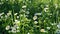 Field white flowers. Aster chamomile. Erigeron fleabane