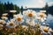 A field of white flowers next to a body of water, daisy flowers on a field.