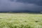 Field of white flowers with storm clouds above in horizontal position. Storm clouds overhead.