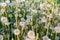 Field with white fluffy dandelions. blowball