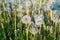 Field with white fluffy dandelions. blowball