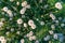 Field with white fluffy dandelions. blowball top view