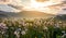 Field of white fluffy dandelions at sunrise