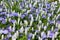 Field with white Muscari botryoides
