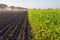 Field with White mustard